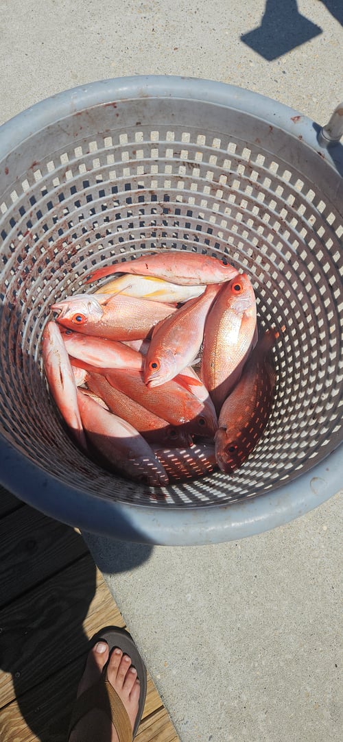 5 hr bottom fishing