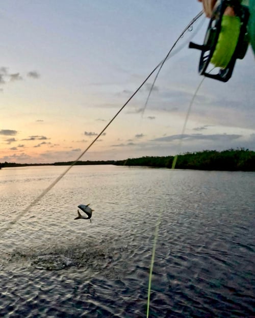 Sarasota Bay Fly & Light Tackle