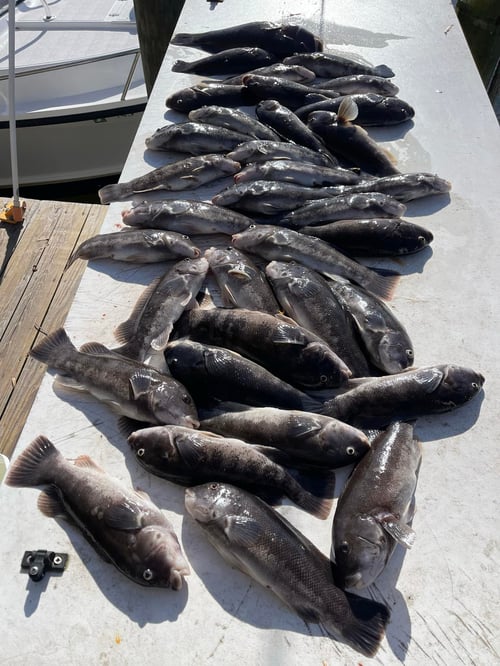 Full Day Inshore Tautog