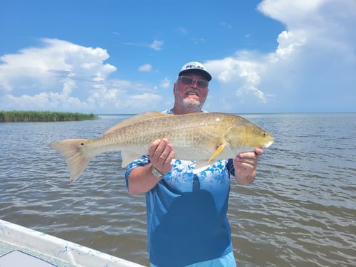 Inshore Fishing Trip