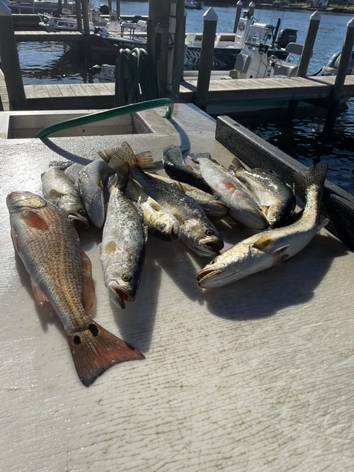 Inshore Fishing Trip
