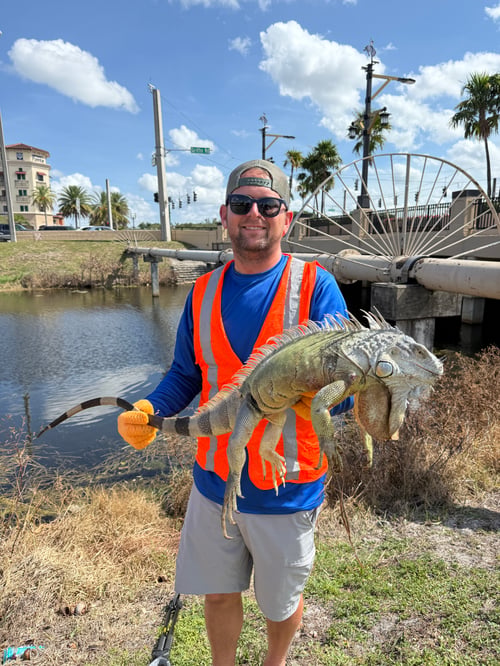 Iguana Hunting / Peacock Bass Combo