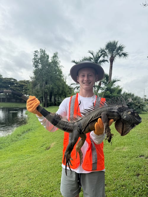 Iguana Hunting / Peacock Bass Combo