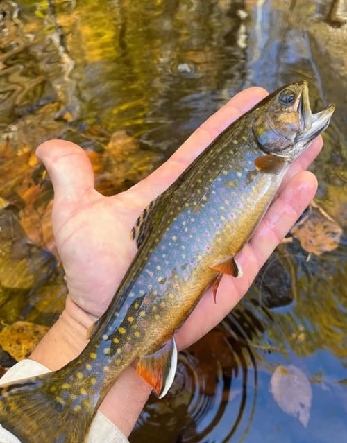 5-8 hours Guided Wade Trip