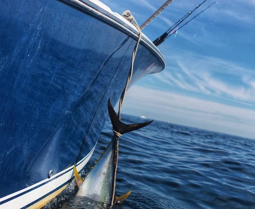 Midshore Tuna (65Mi)