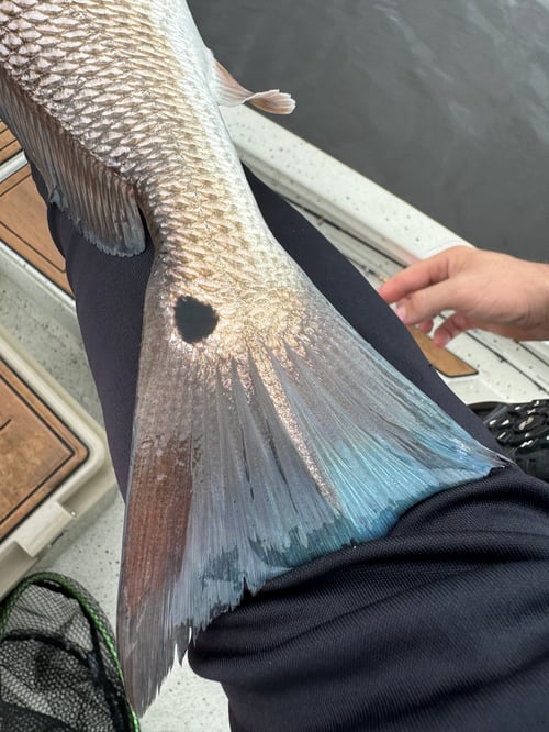 Inshore fishing 