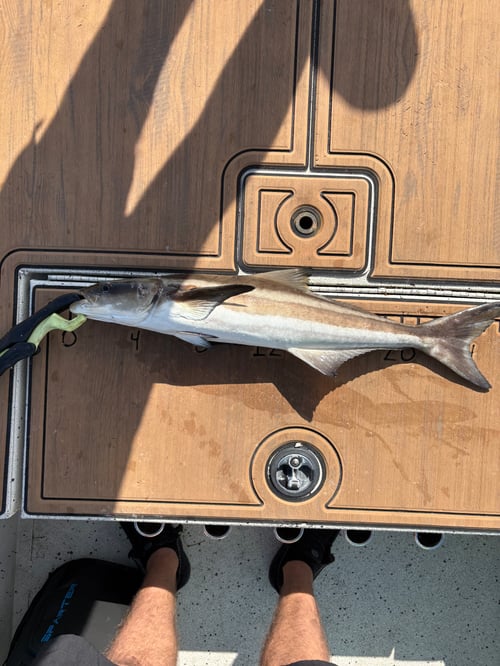 Inshore fishing 