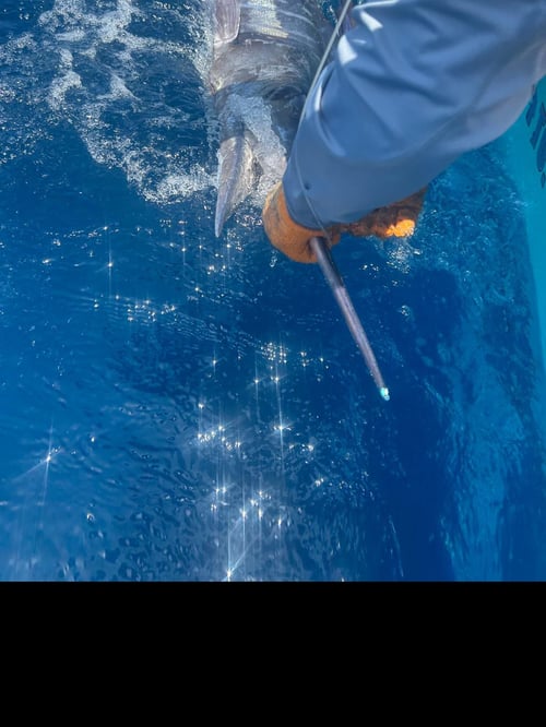 Galapagos Marlin Fishing Experience