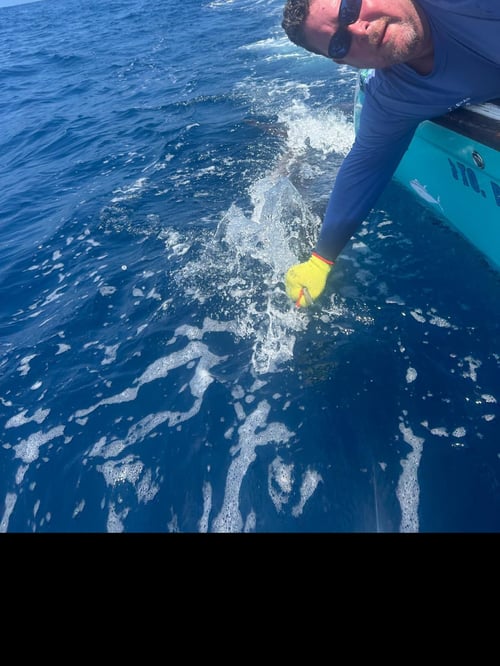 Galapagos Marlin Fishing Experience