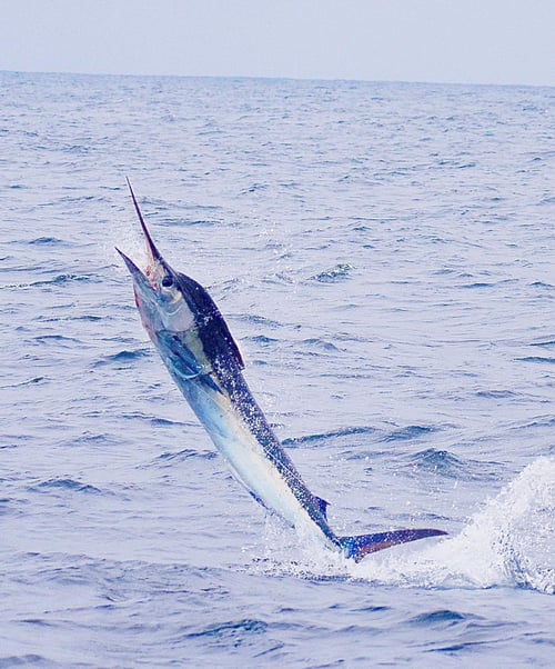 Galapagos Marlin Fishing Experience