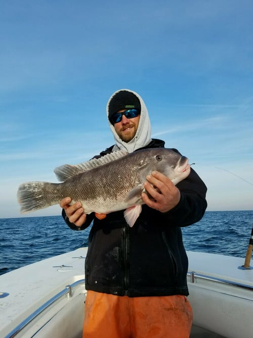 8 hour blackfish (tautog)