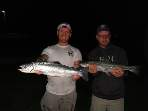 Walleye , salmon,  steelhead combo