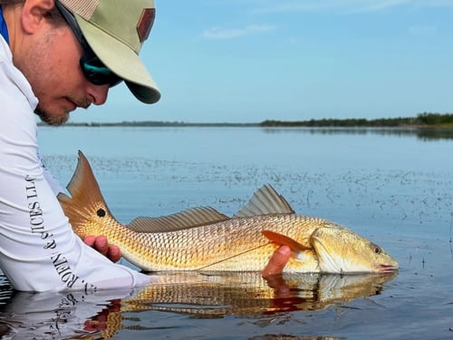 Everglades Light Tackle/Fly Fishing