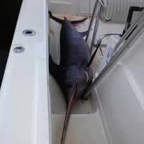 Swordfish Trip