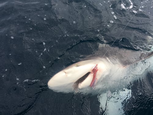 ***Nearshore Fishing***