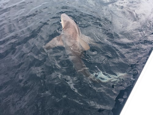 ***Nearshore Fishing***