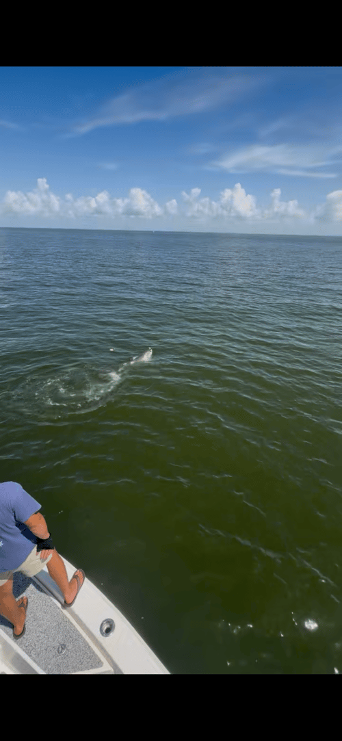 6 to 8 hour MS & LA Tarpon Charter