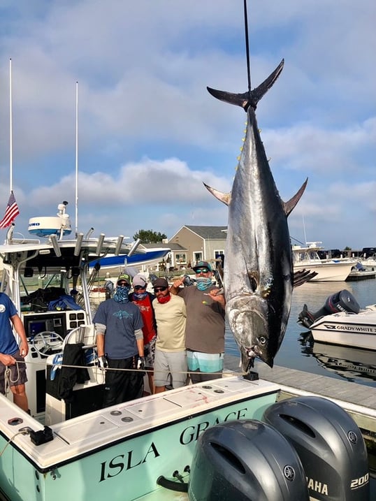 Bluefin Tuna in Chatham