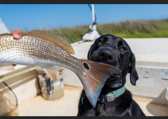 Atlantic Beach Fishing Charters