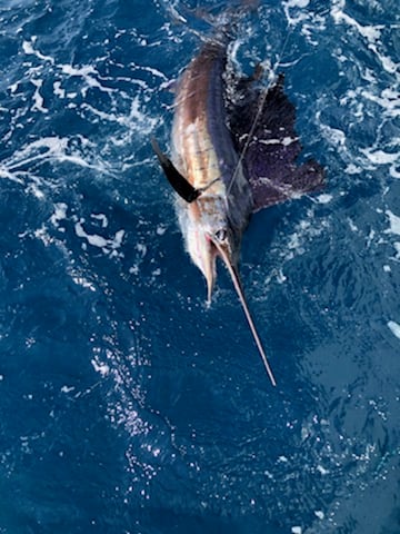 Key West Fishing Charters 17