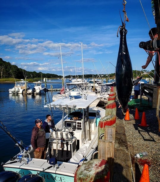 tuna fishing charters cape cod