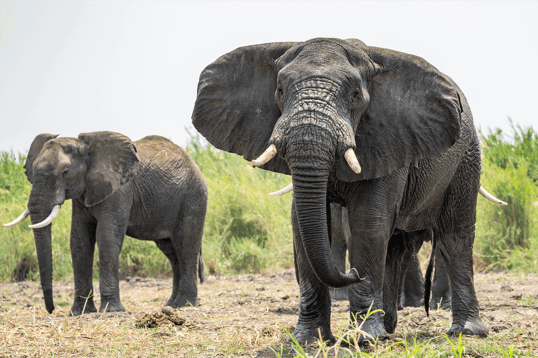 elephants in ruaha national park