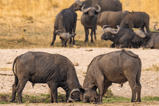 African buffalo butting heads