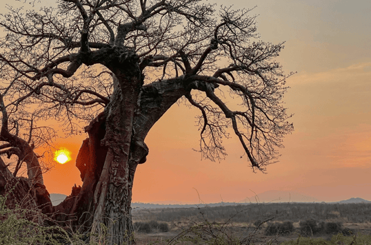 sunset by a baobab tree