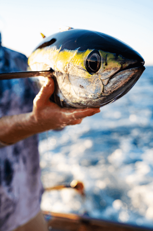 Yellowfin tuna close up
