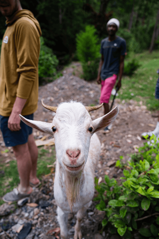A Tanzanian Goat
