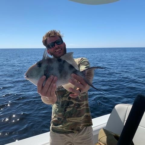 Florida Gray Triggerfish