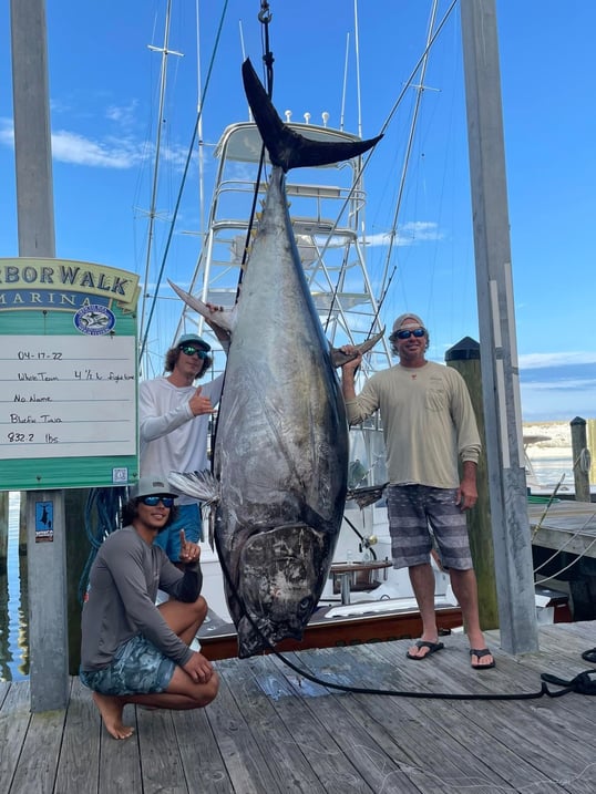 almost record bluefin tuna