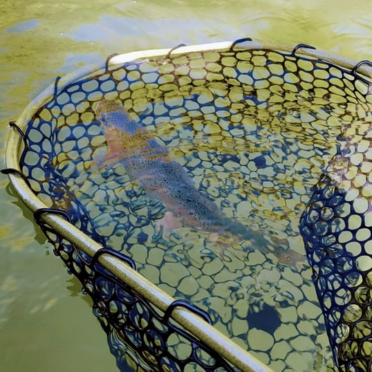 Trout in Fishing Net