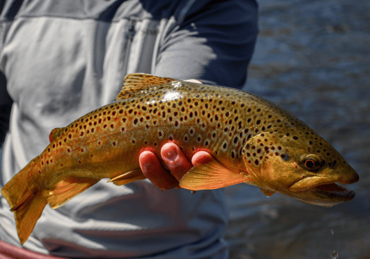 Brown Trout