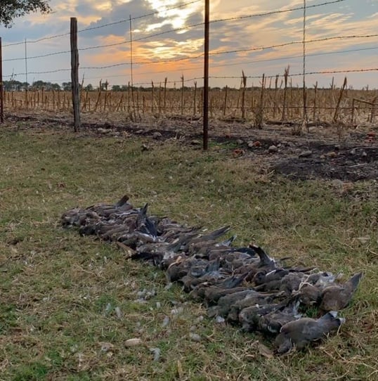 Dove hunting limit at sunset