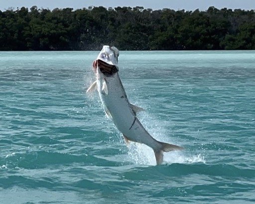 Tarpon Leaping Out Of Water