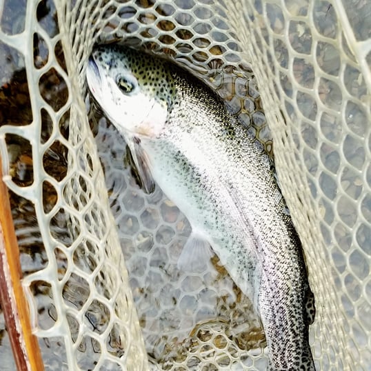 broken bow oklahoma trout guides