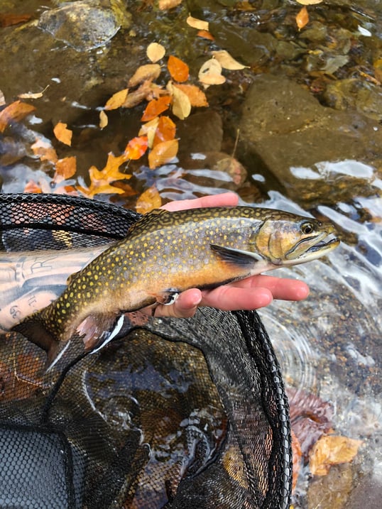brook trout north carolina