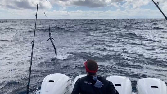 Puerto Rico Sailfish Jumping With Captain Angel