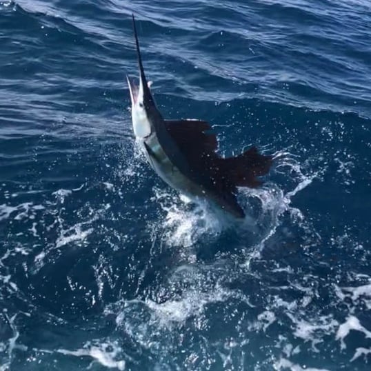 West Palm Beach Sailfish Jumping With Captain Allen