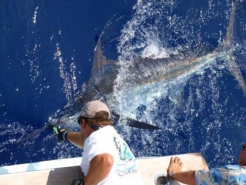 Huge marlin in Bermuda With Captain Russel