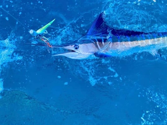Striped Marlin Fishing Cabo San Lucas With Captain Edward