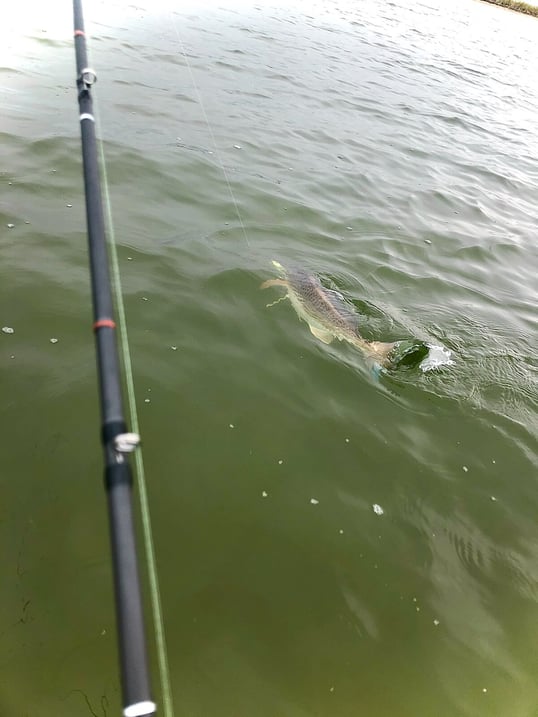 "Redfish good this week while wading in 1'-3'. Using Leles and Down South Lures in chartreuse. Still a lot of smaller trout in the middle of the bay being caught on soft plastics (Down South Lures) and Mirrolure 52MRs."-[Captain Shane](https://captainexpe