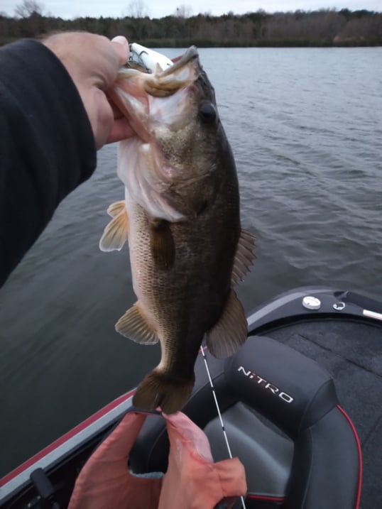 ander meine bass fishing