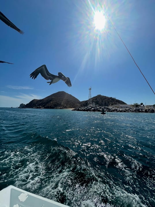 Pelican Flying by Boat Cabo