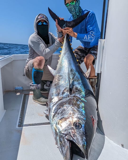 Bluefin Tuna Fishing in Dana Point, CA