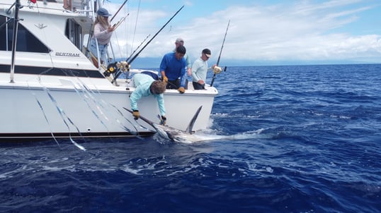 Blue marlin fishing in Kona, Hawaii