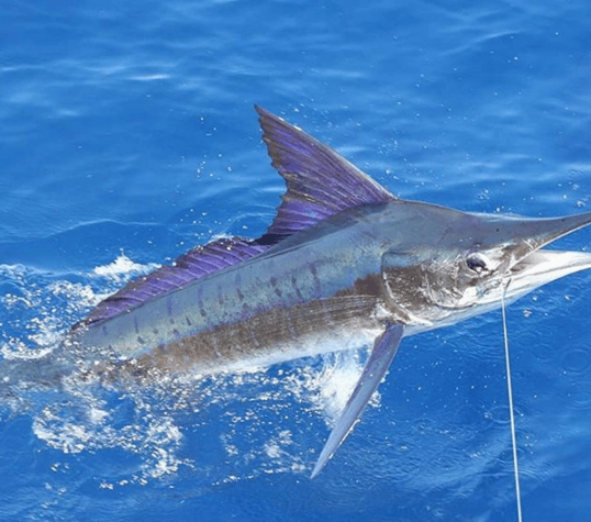 cabo fishing charters