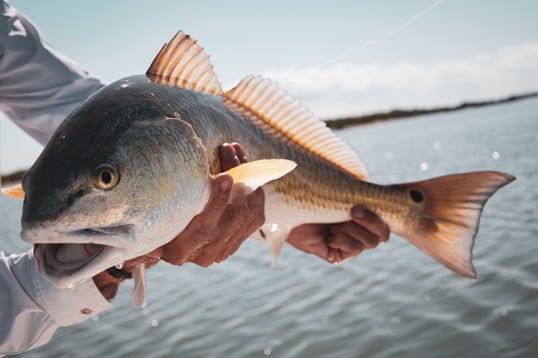 Redfish Catch