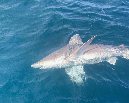 Bull Shark With Captain Jason